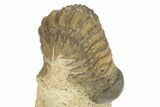 Bargain Crotalocephalina Trilobite Fossils - 2 1/2 to 3 1/2" - Photo 5